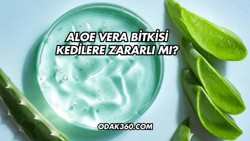 Aloe Vera Bitkisi Kedilere Zararlı mı?