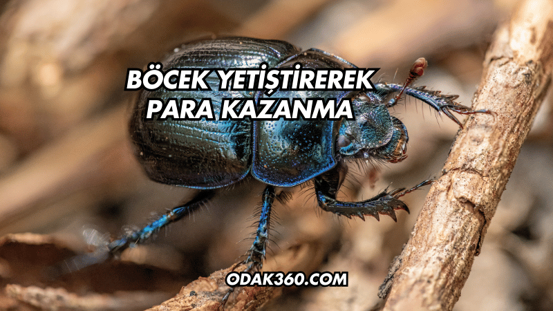 Böcek Yetiştirerek Para Kazanma