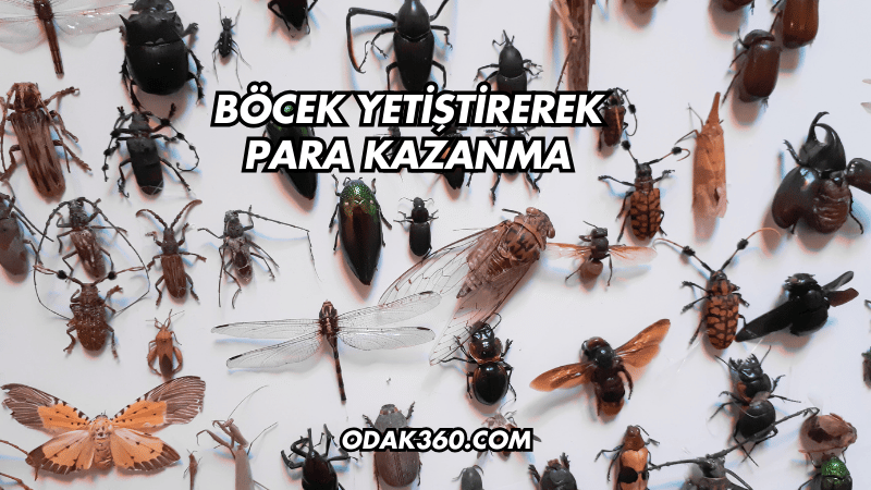 Böcek Yetiştirerek Para Kazanma