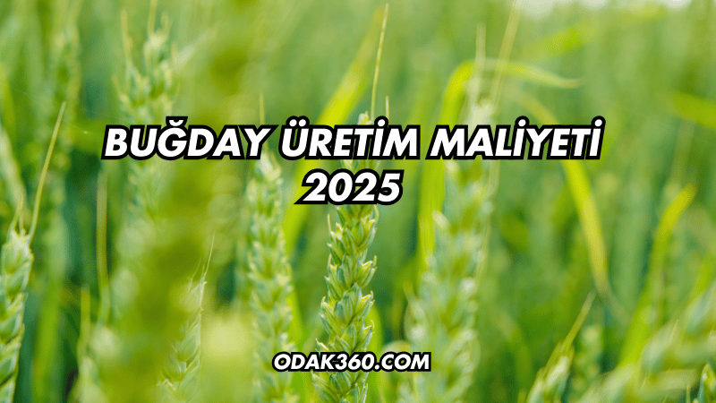 Buğday Üretim Maliyeti 2025