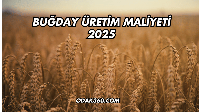 Buğday Üretim Maliyeti 2025