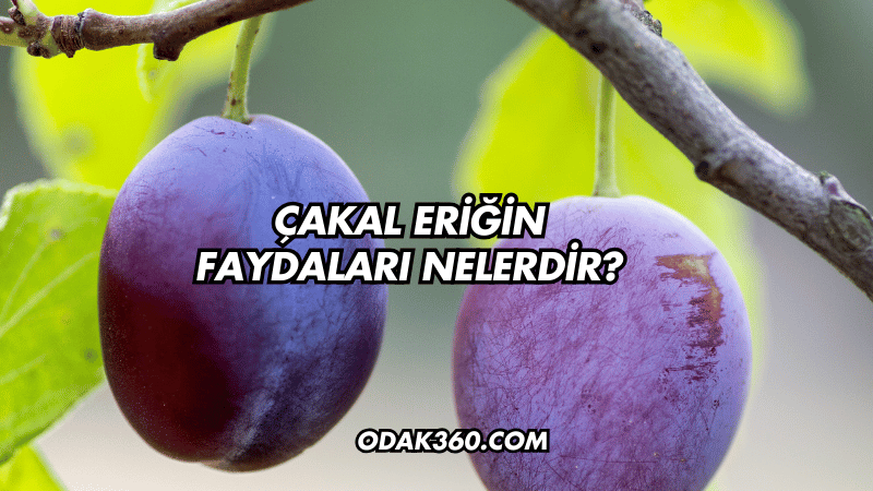 Çakal Eriğin Faydaları Nelerdir?