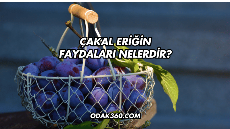 Çakal Eriğin Faydaları Nelerdir?