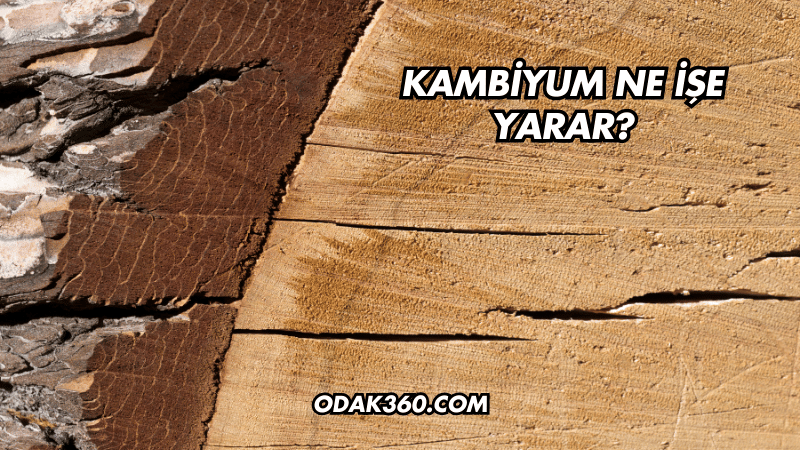 Kambiyum Ne İşe Yarar?