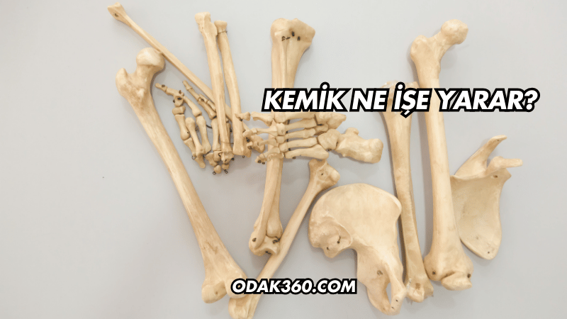 Kemik Ne İşe Yarar?