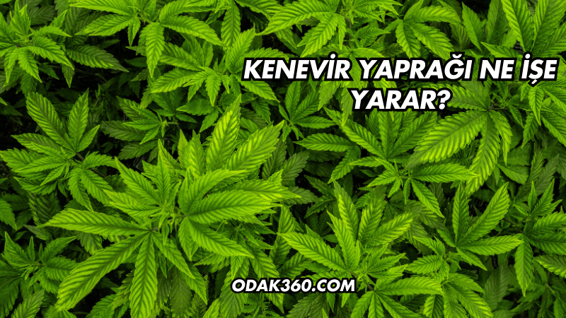 Kenevir Yaprağı Ne İşe Yarar?