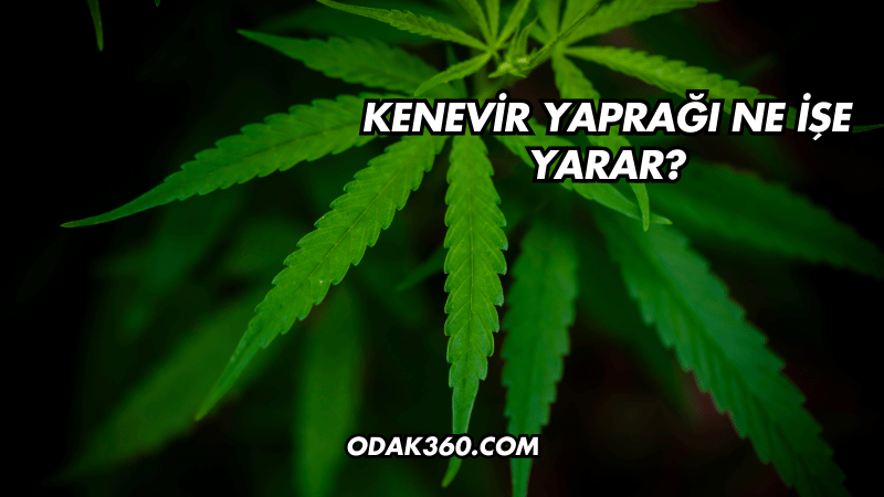 Kenevir Yaprağı Ne İşe Yarar?