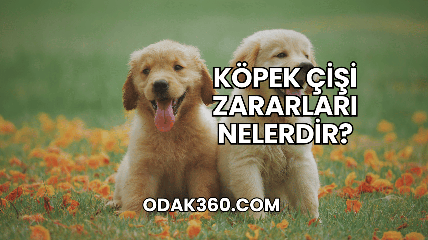 Köpek Çişi Zararları Nelerdir?