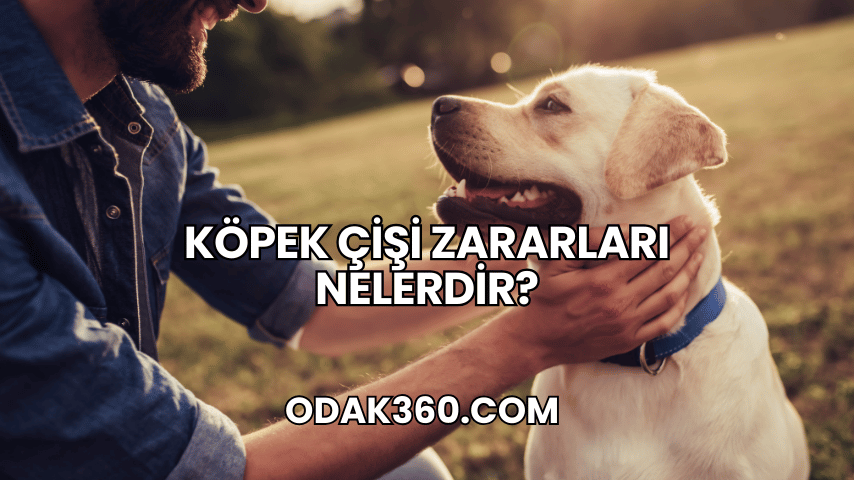 Köpek Çişi Zararları Nelerdir?