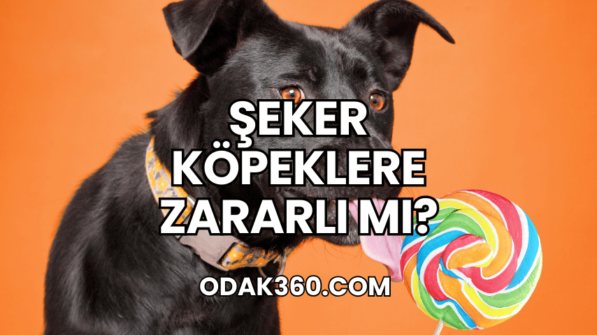 Şeker Köpeklere Zararlı mı?