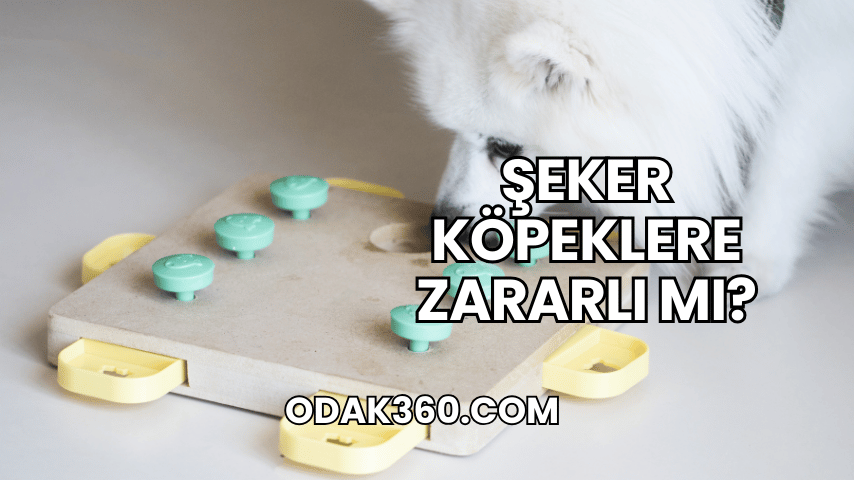 Şeker Köpeklere Zararlı mı?