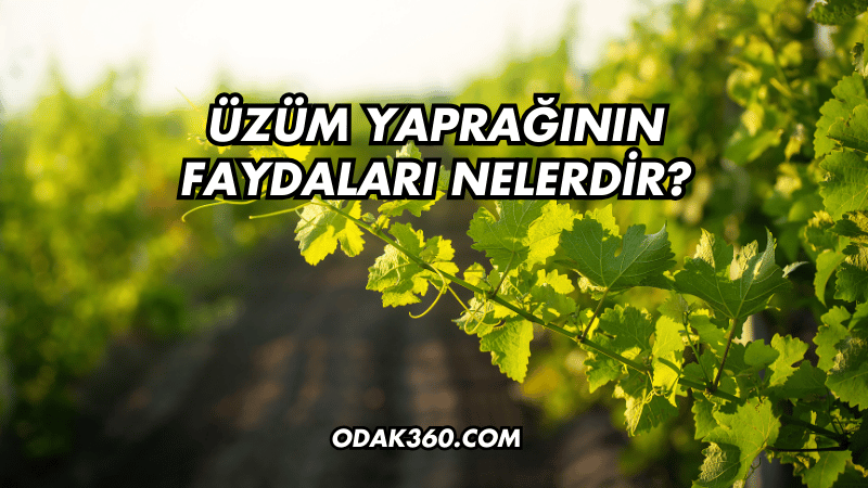 Üzüm Yaprağının Faydaları Nelerdir?