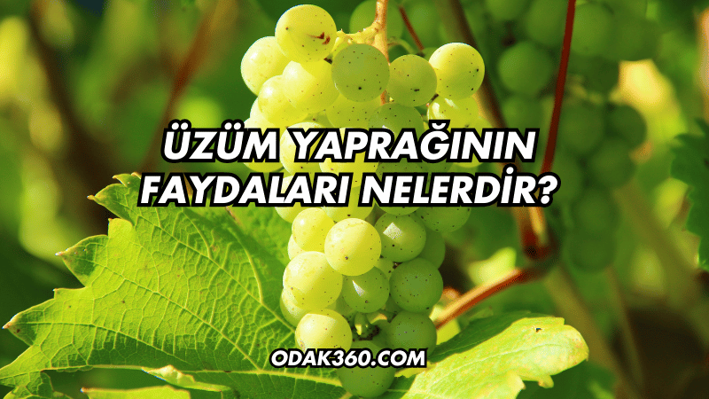 Üzüm Yaprağının Faydaları Nelerdir?