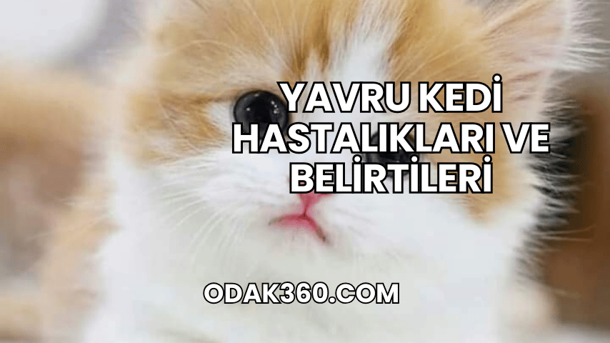 Yavru Kedi Hastalıkları ve Belirtileri