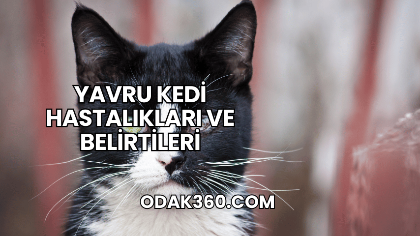 Yavru Kedi Hastalıkları ve Belirtileri