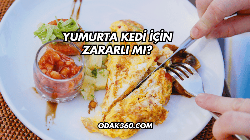 Yumurta Kedi İçin Zararlı mı?