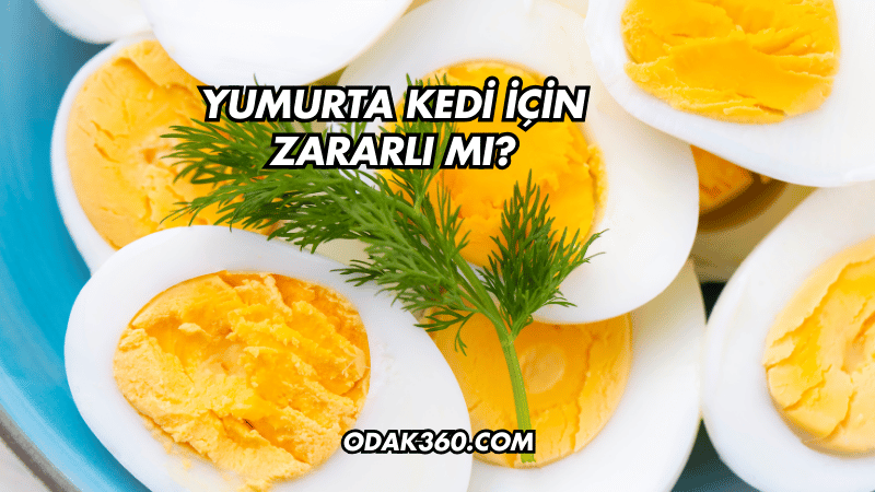 Yumurta Kedi İçin Zararlı mı?